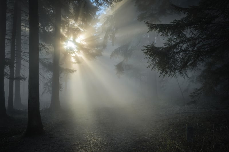 Misty forest for relaxation